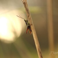 *** :: Елена Kазак (selena1965)