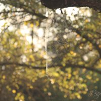 *** :: Елена Kазак (selena1965)