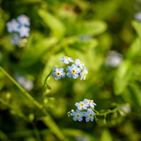 Про незабудку... :: Николай Гирш