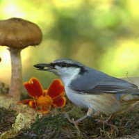 ... :: Вячеслав Минаев