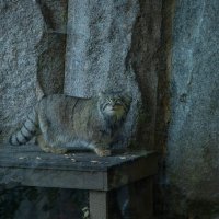 Манул Тимофей :: Andrew 