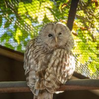 Не мешайте мне спать! :: Andrew 