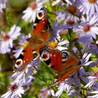 Из сегодняшней съёмки 6 :: Александр Прокудин