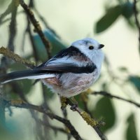 Ополовник :: Александр 