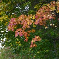 Разноцветные листики :: Мария Яковлева