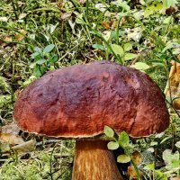 Вытегра. Лес. Грибы. Ягоды. :: Михаил Свиденцов