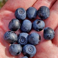 Вытегра. Лес. Грибы. Ягоды. :: Михаил Свиденцов