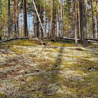 Вытегра. Лес. Грибы. Ягоды. :: Михаил Свиденцов