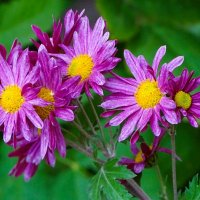 Цветы сентября. :: Милешкин Владимир Алексеевич 