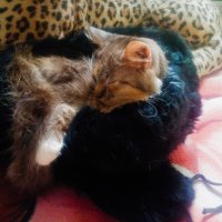 Соня :: Сергей Кочнев