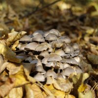 Лесные грибы :: Дмитрий Курский 