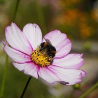 Космея :: Татьяна Тюменка