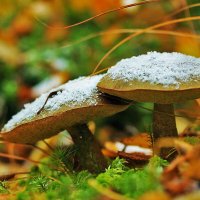 Сентябрь...Обабки под снегом! :: Владимир 