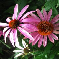 Красота :: Людмила Смородинская