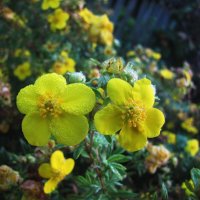 Лапчатки нежное цветение :: Людмила Смородинская Лапчатки нежное цветение :: Людмила Смородинская