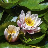 Розовая  лилия :: Валентин Семчишин