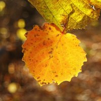 И манит осень золотая... :: Андрей Заломленков И манит осень золотая... :: Андрей Заломленков