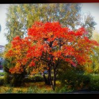 Зелёный, красный, жёлтый :: Игорь Солдаткин