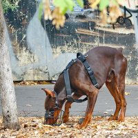 Про разных собачек... :: Николай Саржанов Про разных собачек... :: Николай Саржанов