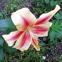 Цветы. :: Владимир Драгунский Цветы. :: Владимир Драгунский