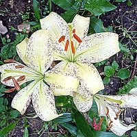 Цветы. :: Владимир Драгунский Цветы. :: Владимир Драгунский