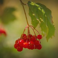 Палитра сентября :: Svetlana Galvez Палитра сентября :: Svetlana Galvez