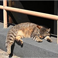 Гвардейский котик. :: Валерия Комова Гвардейский котик. :: Валерия Комова