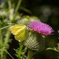 Лимонница на чертополохе... :: Николай Гирш Лимонница на чертополохе... :: Николай Гирш