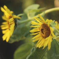 *** :: Елена Kазак (selena1965)