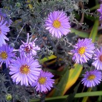 Осенние цветы :: Елена Семигина Осенние цветы :: Елена Семигина