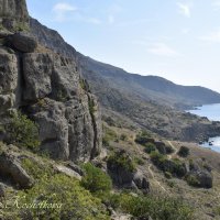 Природа Крыма :: Amazing Cosmea