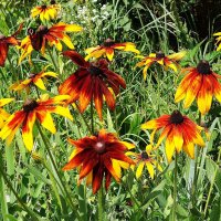 Рудбекия :: Рита Симонова