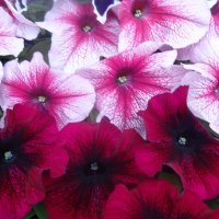 ЦВЕТЫ ПЕТУНИИ :: СЕРГЕЙ ФИЛОЧКИН