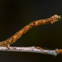 Гусеница берёзовой пяденицы :: Aleksey Afonin Гусеница берёзовой пяденицы :: Aleksey Afonin