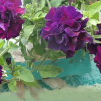 ПЕТУНИИ  АМПЕЛЬНЫЕ  МАХРОВЫЕ :: СЕРГЕЙ ФИЛОЧКИН