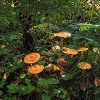 Осенние :: юрий поляков