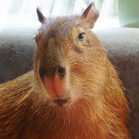 Портрет капибары :: Наталия Григорьева