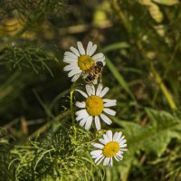 Сбор осеннего нектара. :: Петр Беляков