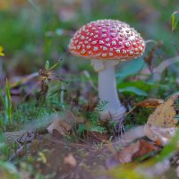 Мухомор :: Владимир Кириченко  wlad113