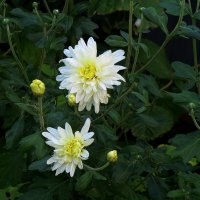 Осень, осень ... 3 :: Natali 