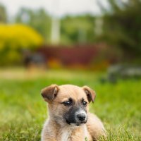 Щенок :: Alex Bush Щенок :: Alex Bush