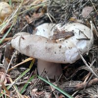 Груздок  ."не съедят , так понадкусают " ( :: Мила Бовкун