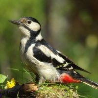 ... :: Вячеслав Минаев