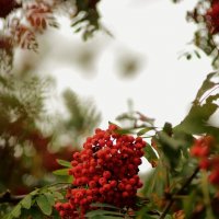 ... рябина :: Георгий Никонов