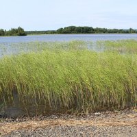 берег Онежского озера :: Любовь ***