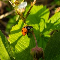 Божья коровка :: Владимир Иванович
