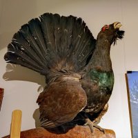 Чучело глухаря :: Алексей Р. Чучело глухаря :: Алексей Р.