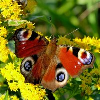 Из сегодняшней съёмки 13 :: Александр Прокудин