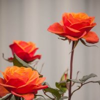 Розы :: yav 110455