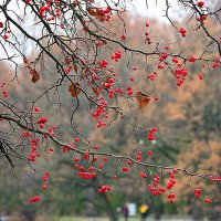 вот и осень :: Олег Лукьянов вот и осень :: Олег Лукьянов